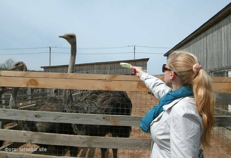 экскурсия на страусиную ферму в Казани